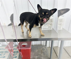 Chihuahua-Unknown Mix Dogs for adoption in Bakersfield, CA, USA