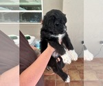 Small #9 Aussiedoodle