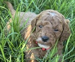 Puppy Padme Goldendoodle (Miniature)