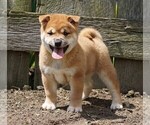 Small Photo #5 Shiba Inu Puppy For Sale in FREDERICKSBG, OH, USA
