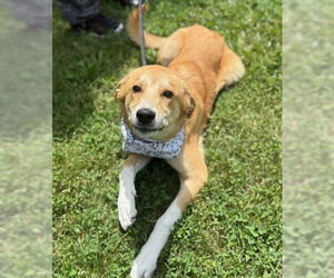 Retriever -Unknown Mix Dogs for adoption in Warrenton, VA, USA
