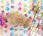 Small #2 Havanese