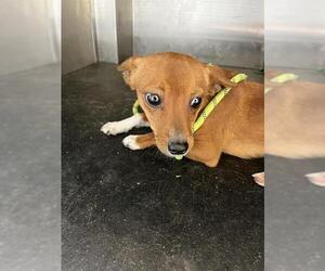 Chihuahua Dogs for adoption in Pearland, TX, USA