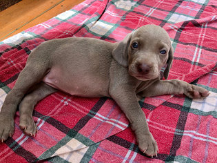 Weimaraner Puppy for sale in MARS HILL, NC, USA