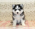 Small Photo #3 Pomsky Puppy For Sale in DENVER, PA, USA