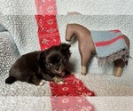 Image preview for Ad Listing. Nickname: AKC Hickok