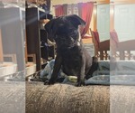 Small #2 Pug