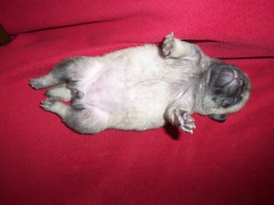 Pug Puppy for sale in Sebastian, FL, USA