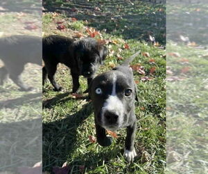 Staffordshire Bull Terrier-Unknown Mix Dogs for adoption in Aurora, IN, USA