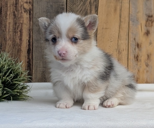 Medium Photo #7 Pembroke Welsh Corgi Puppy For Sale in GOSHEN, IN, USA