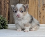 Small #6 Pembroke Welsh Corgi
