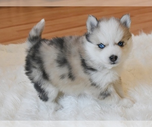 Pomsky Puppy for sale in KANSAS CITY, MO, USA