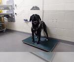 Small Labrador Retriever Mix