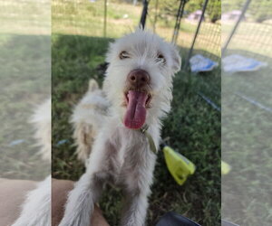 Miniature Schnauzer-Unknown Mix Dogs for adoption in Pipe Creek, TX, USA