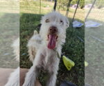 Princess Summer - Female Miniature Schnauzer-Unknown Mix Dog for Adoption - Small photo