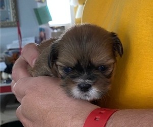 Lhasa Apso Puppy for Sale in MARINA BAY, Massachusetts USA