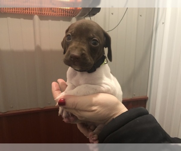 Medium Photo #4 German Shorthaired Pointer Puppy For Sale in PERRY, KS, USA