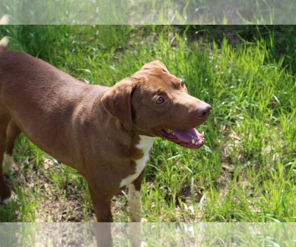 Medium Photo #2 Mutt Puppy For Sale in Jackson, MS, USA