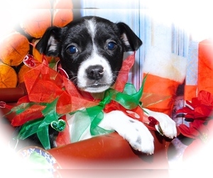 Labrador Retriever-Rat Terrier Mix Puppy for sale in HAMMOND, IN, USA