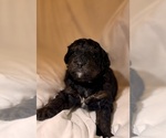 Small Photo #100 Miniature Bernedoodle Puppy For Sale in AUBURNDALE, FL, USA
