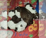 Small #4 Poodle (Standard)