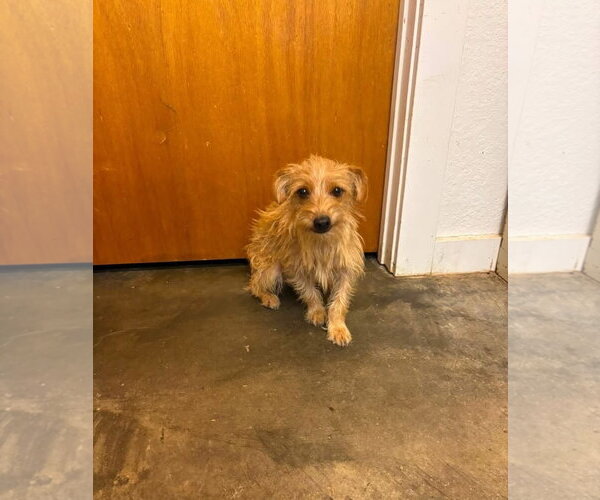 Medium Photo #1 Dachshund-Unknown Mix Puppy For Sale in Grafton, WI, USA