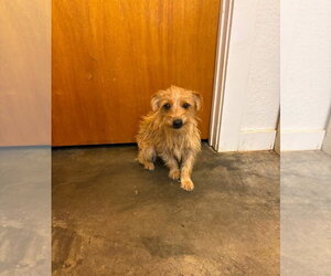 Dachshund-Unknown Mix Dogs for adoption in Grafton, WI, USA