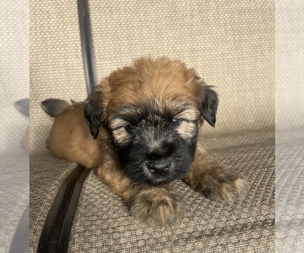 Medium Photo #1 Soft Coated Wheaten Terrier Puppy For Sale in DOSS, MO, USA