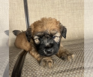 Soft Coated Wheaten Terrier Puppy for sale in DOSS, MO, USA