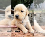 Small Photo #28 Golden Retriever Puppy For Sale in CHINO HILLS, CA, USA