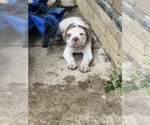 Small Photo #6 Alapaha Blue Blood Bulldog Puppy For Sale in DETROIT, MI, USA