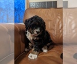 Puppy 2 Miniature Bernedoodle