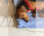 Small Photo #17 Beagle Puppy For Sale in Tampa, FL, USA