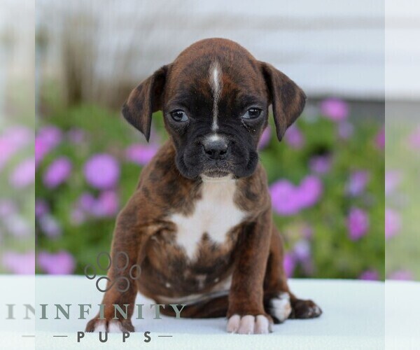 Medium Photo #1 Boxer Puppy For Sale in GORDONVILLE, PA, USA