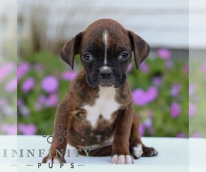 Boxer Puppy for sale in GORDONVILLE, PA, USA