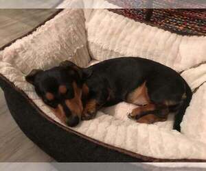 Dachshund Puppy for sale in FORT COLLINS, CO, USA