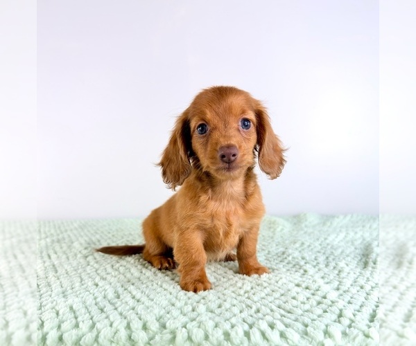 Medium Photo #5 Dachshund Puppy For Sale in GREENFIELD, IN, USA