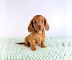 Small #4 Dachshund