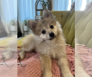 Pomeranian Puppy for Sale in TEMPLE, Georgia USA