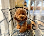Small Photo #1 Goldendoodle (Miniature) Puppy For Sale in HALTOM CITY, TX, USA