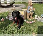 Small Photo #22 Labrador Retriever Puppy For Sale in MIAMI, FL, USA