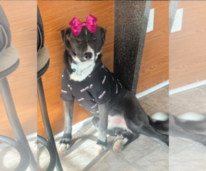 Borador Dogs for adoption in Mt. Laurel, NJ, USA