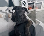 Max - Male Holland Shepherd-Labrador Retriever Mix Dog for Adoption - Small photo