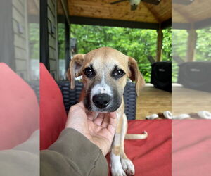 Mutt Dogs for adoption in Candler, NC, USA