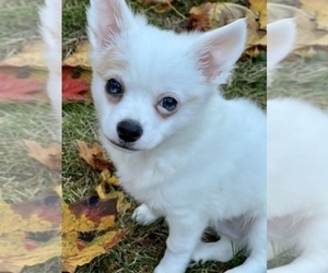 Chihuahua Puppy for Sale in FITCHBURG, Massachusetts USA