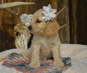 Cock-A-Poo Puppy for sale in HONEY BROOK, PA, USA