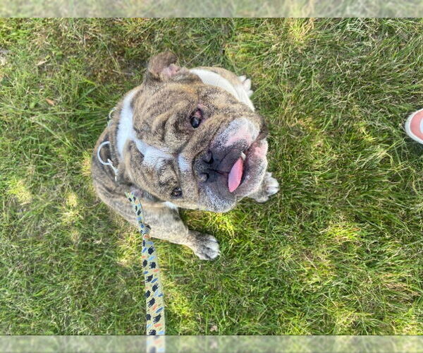 Medium Photo #2 Bulldog Puppy For Sale in San Diego, CA, USA
