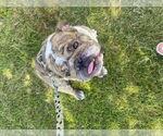 Small #1 Bulldog