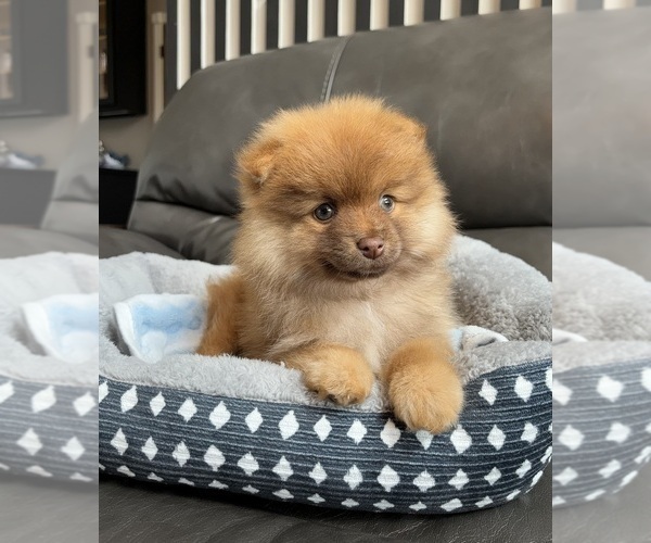 Medium Photo #6 Pomeranian Puppy For Sale in FRANKLIN, IN, USA