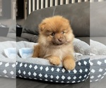 Small #5 Pomeranian